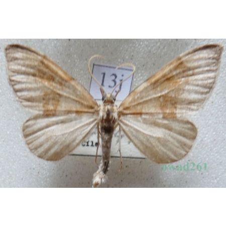 Thera obeliscata (Hübner, 1787) Paśnik sosnowiec Czech13j